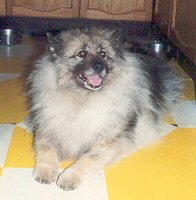 Keeshond Pictures