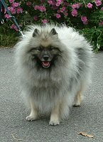Keeshond Pictures